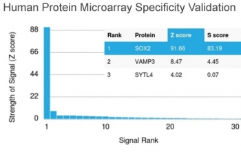 SOX2 Antibody