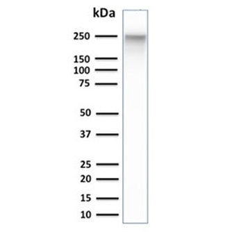 Spectrin beta III Antibody / SPTBN2