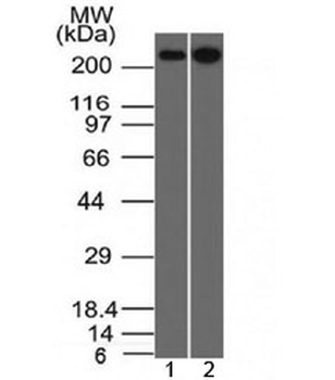 Spectrin beta III Antibody / SPTBN2