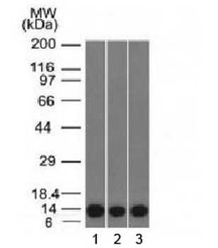 S100A4 Antibody / FSP1