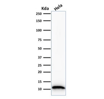 S100A4 Antibody / FSP1