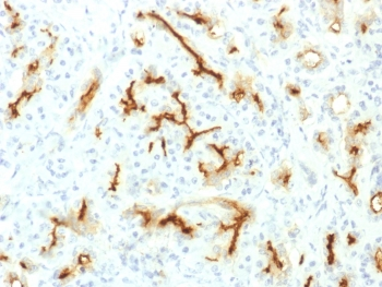 Recombinant CFTR Antibody / Rabbit Monoclonal