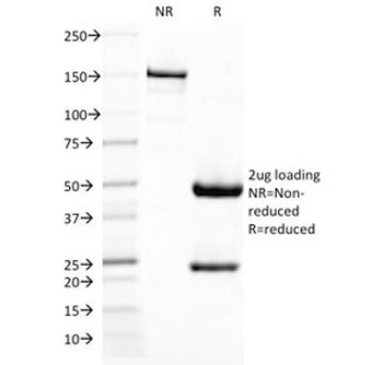 DC-SIGN Antibody / CD209