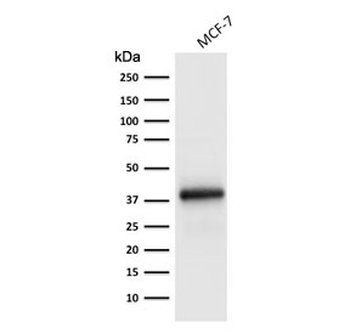 Ep-CAM Antibody