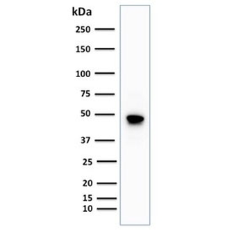 CD79a Antibody