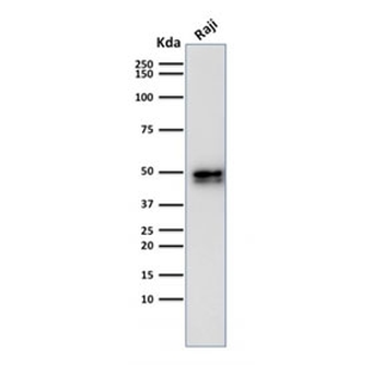 CD79a Antibody