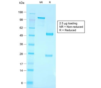 CD79a Antibody