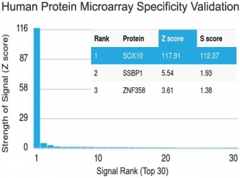 SOX-10 Antibody