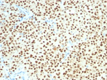 SOX-10 Antibody