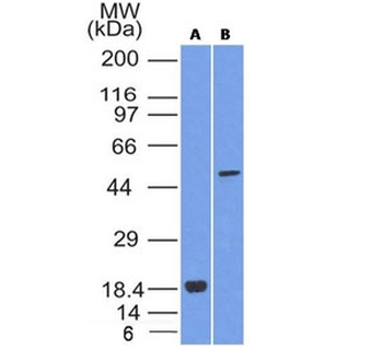 SOX-10 Antibody