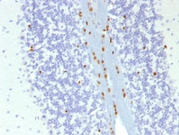 SOX-10 Antibody