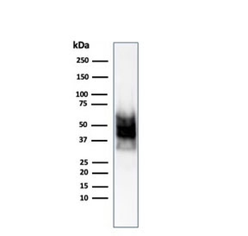 SOX-10 Antibody