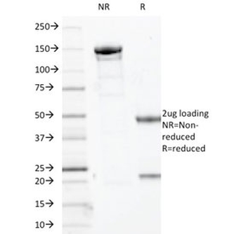 SOX-10 Antibody