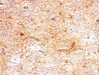 GFAP Antibody