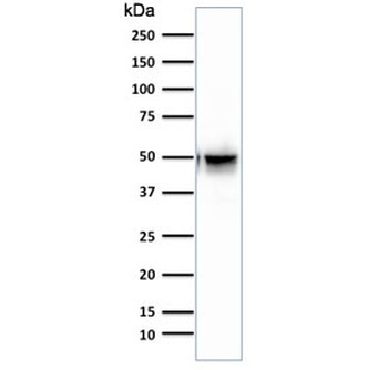 GFAP Antibody
