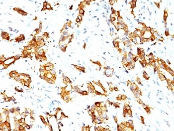 HSP27 Antibody