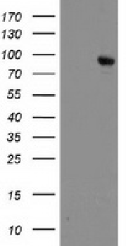 DPP10 Antibody