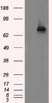ACSBG1 Antibody