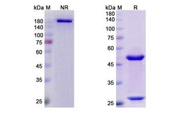 Abagovomab (idiotope of Mus musculus monoclonal antibody OC126) - Research Grade Biosimilar