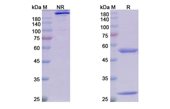 Adecatumumab (EPCAM) - Research Grade Biosimilar Antibody