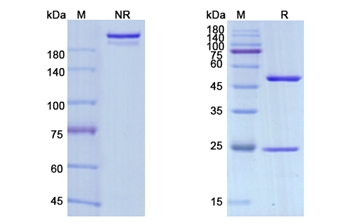 Avelumab (CD274/B7-H1/PDL1) - Research Grade Biosimilar Antibody