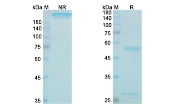 Batoclimab (FCGRT) - Research Grade Biosimilar Antibody