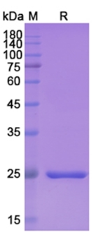 Brolucizumab (VEGFA) - Research Grade Biosimilar Antibody