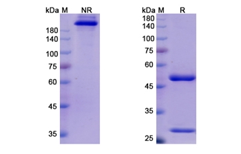 Cosfroviximab (Zaire Ebola virus ) - Research Grade Biosimilar Antibody