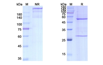 Dezamizumab (APCS) - Research Grade Biosimilar Antibody