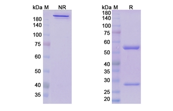 Donanemab (APP) - Research Grade Biosimilar Antibody
