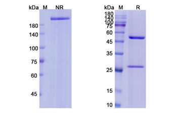 Edrecolomab (EPCAM) - Research Grade Biosimilar Antibody