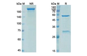 Elipovimab (HIV-1 gp120) - Research Grade Biosimilar Antibody