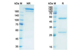 Firivumab (Influenza A virus hemagglutinin HA) - Research Grade Biosimilar Antibody