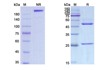 Iratumumab (TNFRSF8/CD30) - Research Grade Biosimilar Antibody