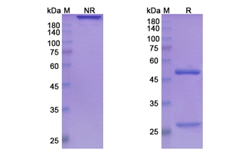 Ladiratuzumab (SLC39A6) - Research Grade Biosimilar Antibody