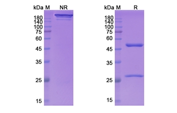 Larcaviximab (Zaire Ebola virus) - Research Grade Biosimilar Antibody