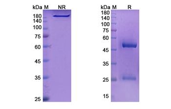 Lenvervimab (HBV) - Research Grade Biosimilar Antibody