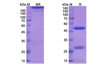Lesofavumab (Influenza B virus hemagglutinin) - Research Grade Biosimilar Antibody