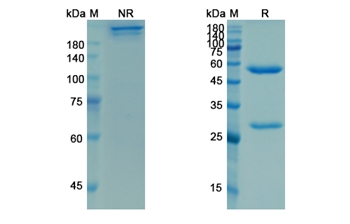Ligelizumab (IGHE) - Research Grade Biosimilar Antibody