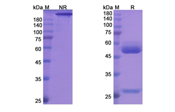 Maslimomab (T cell receptor) - Research Grade Biosimilar Antibody