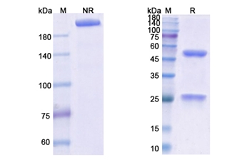 Obiltoxaximab (Anthrax protective antigen) - Research Grade Biosimilar Antibody