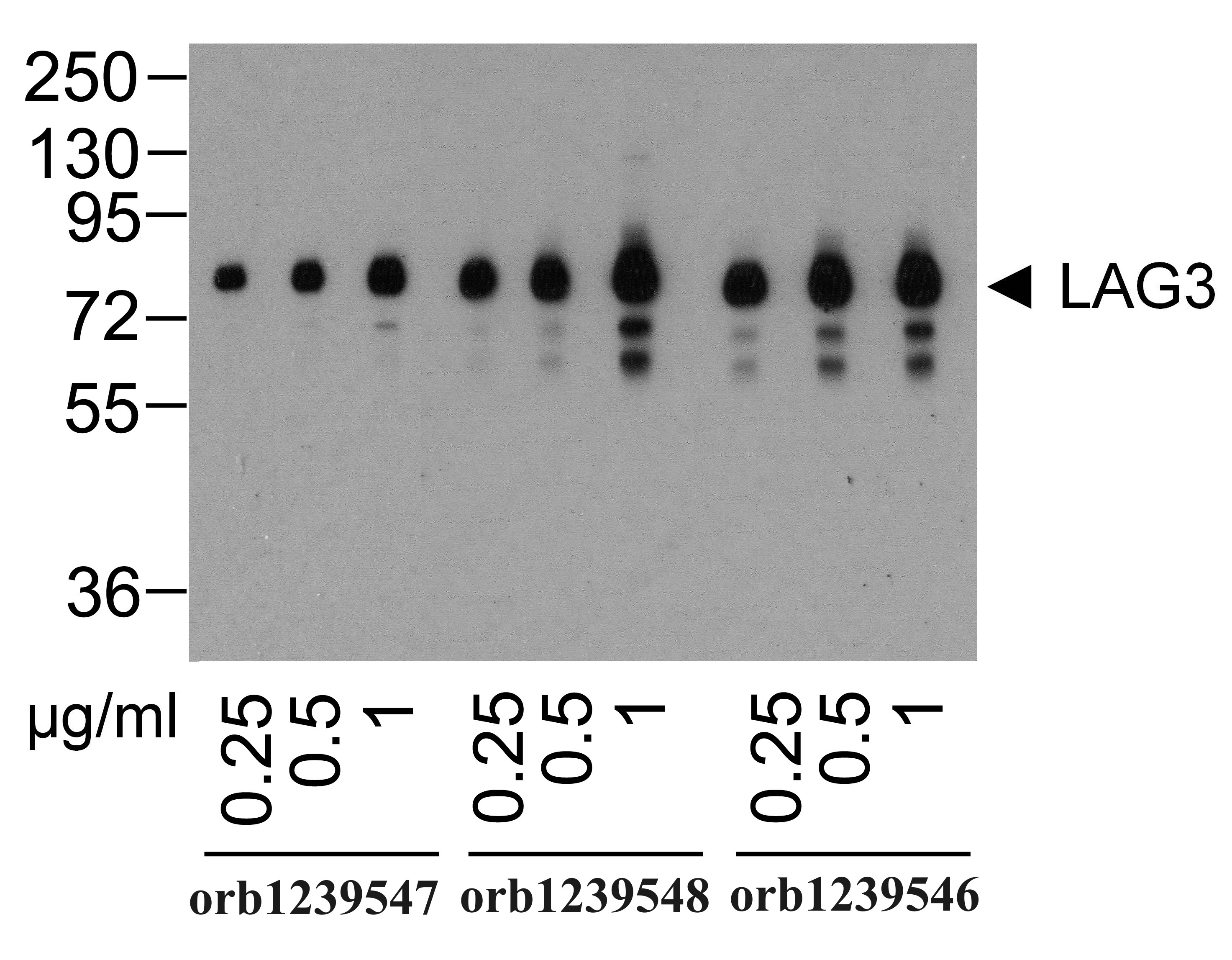 LAG3 Detection Set (Risk Free)