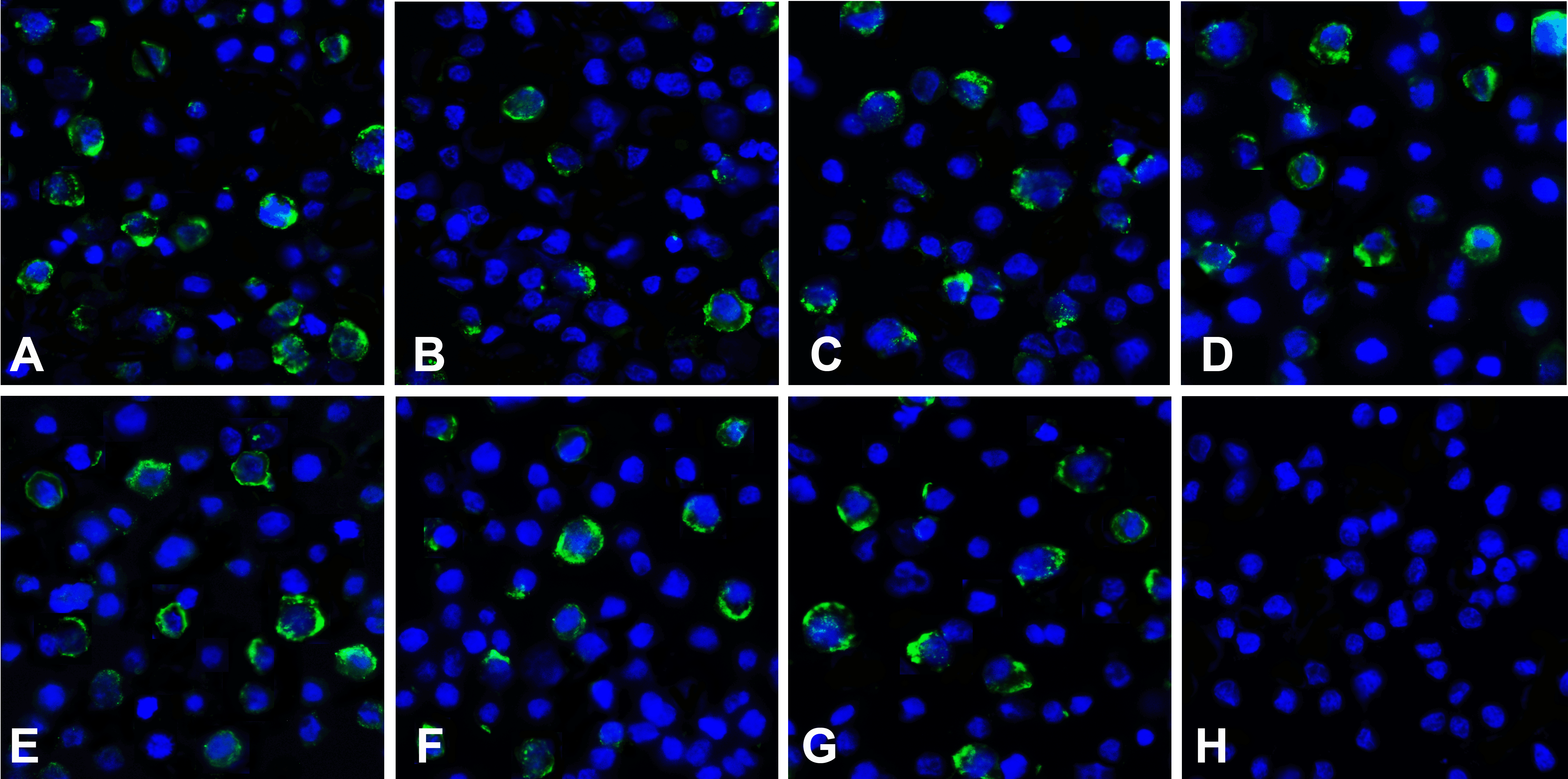 LAG3 Detection Set (Risk Free)