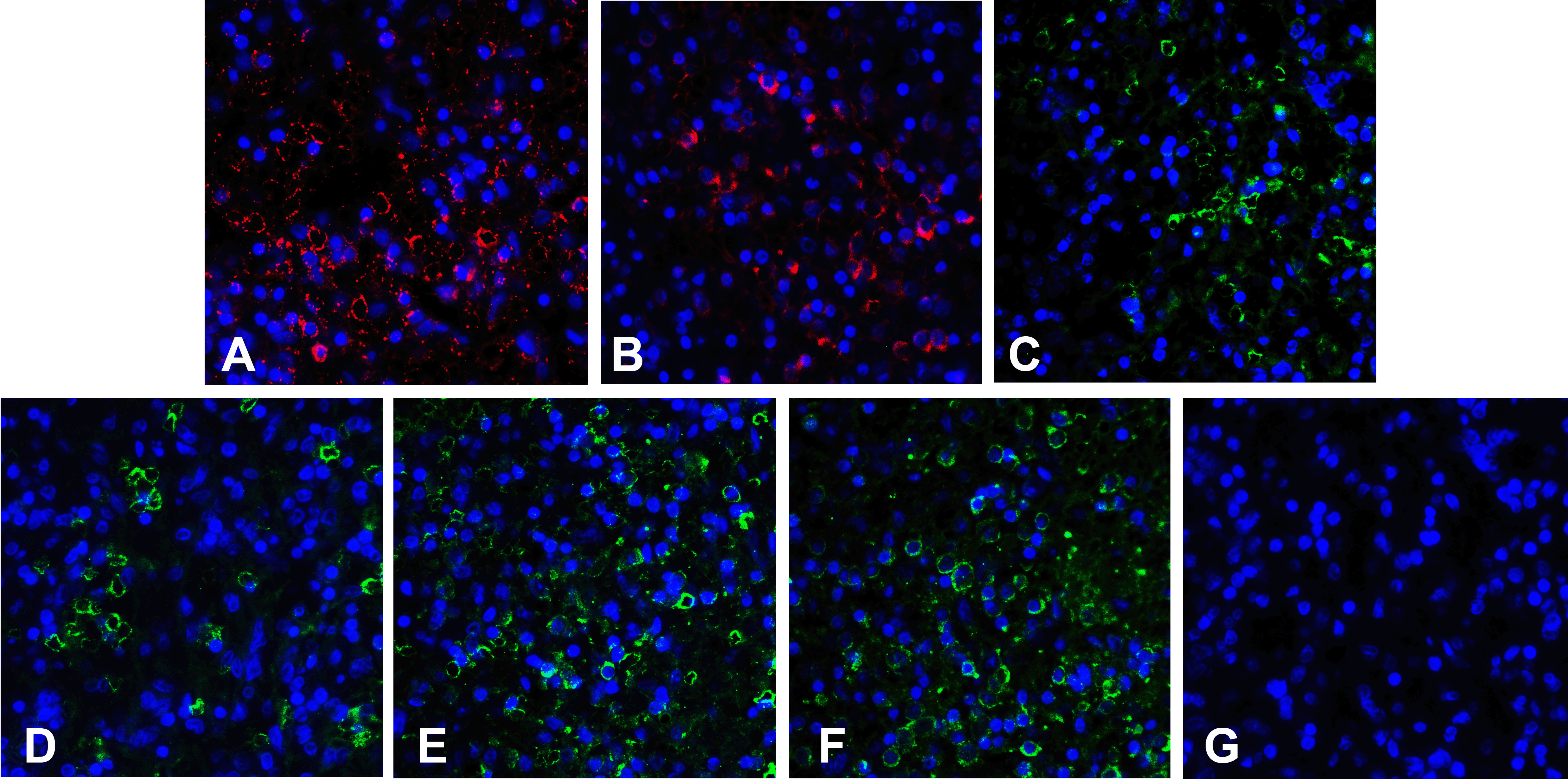 LAG3 Detection Set (Risk Free)