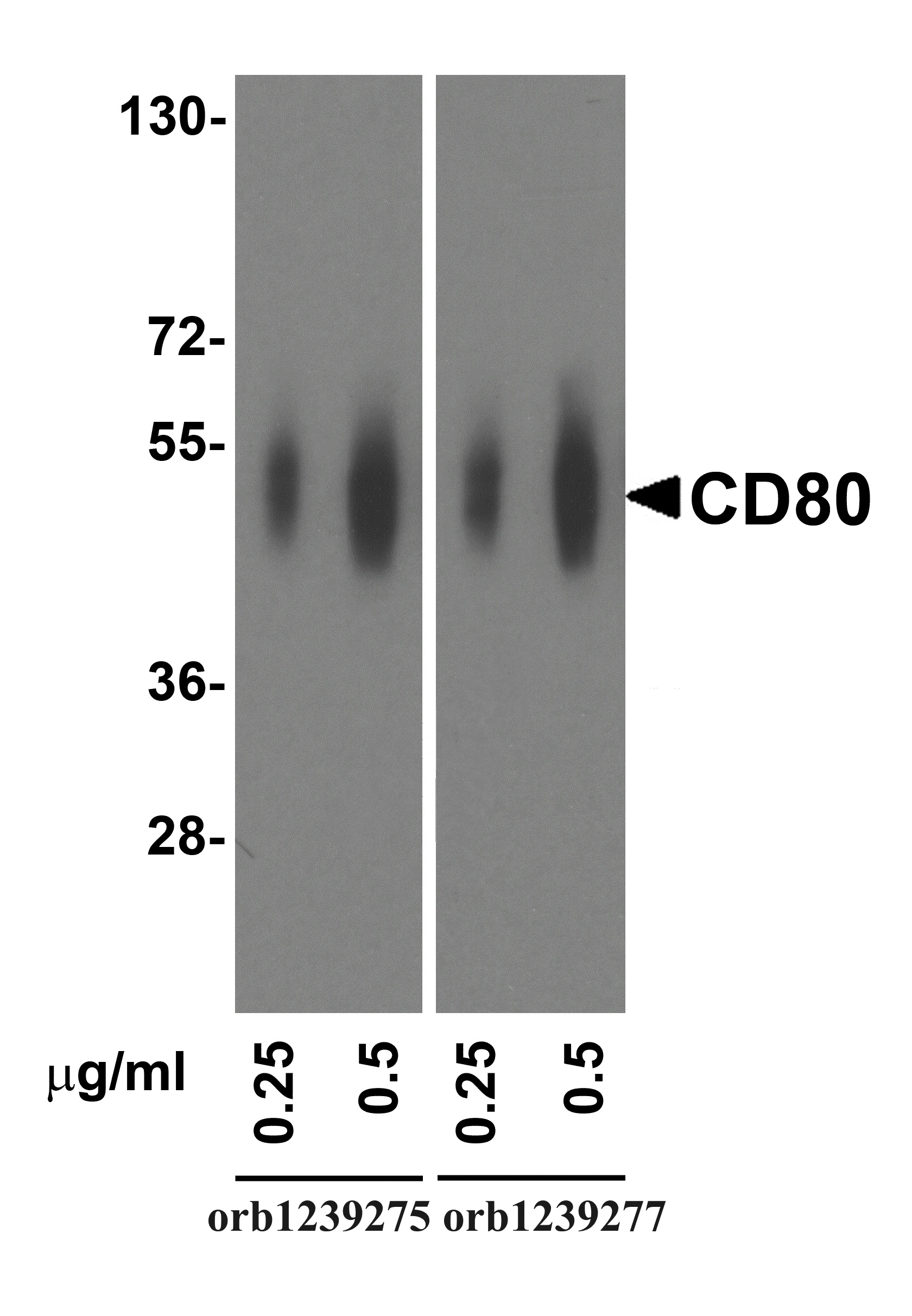 CD80 Detection Set (Risk Free)