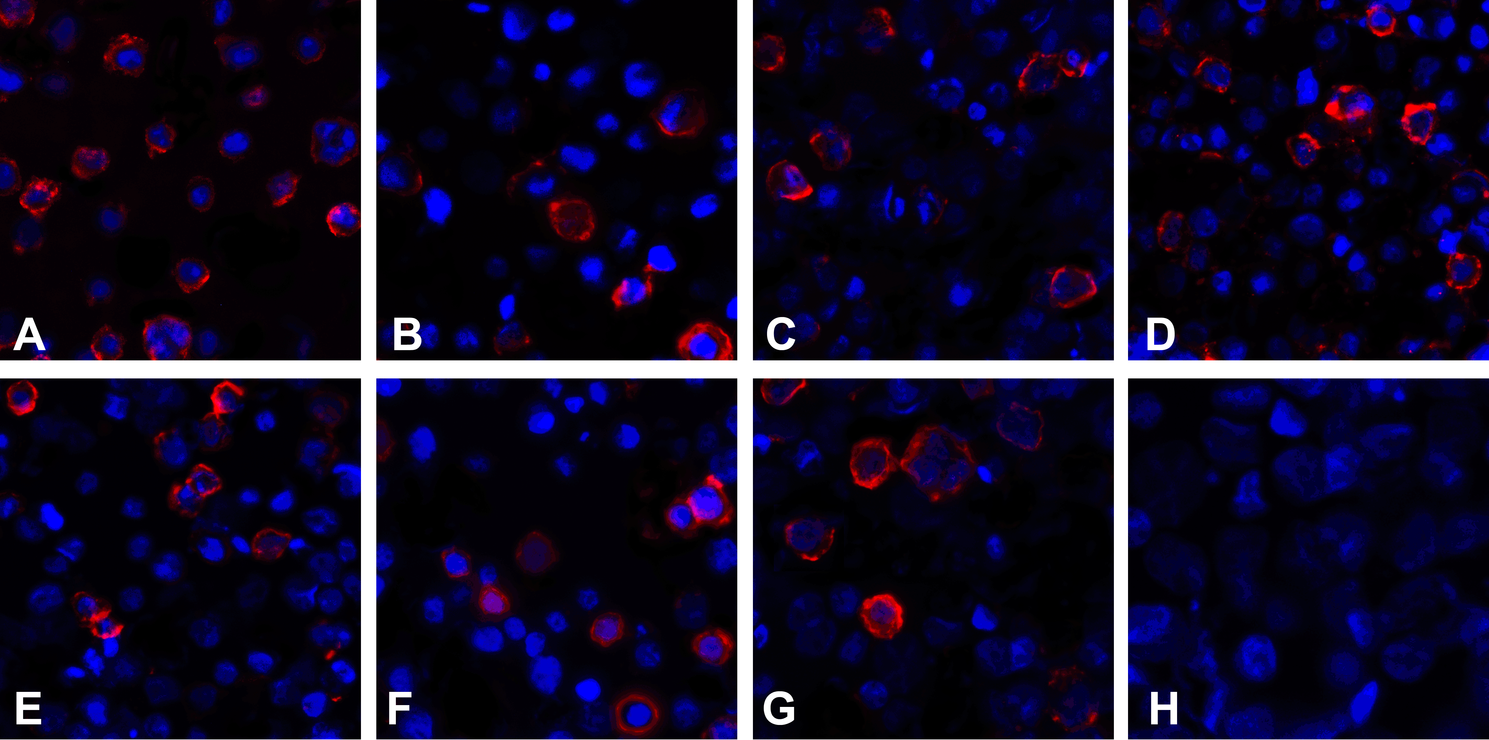 CD80 Detection Set (Risk Free)