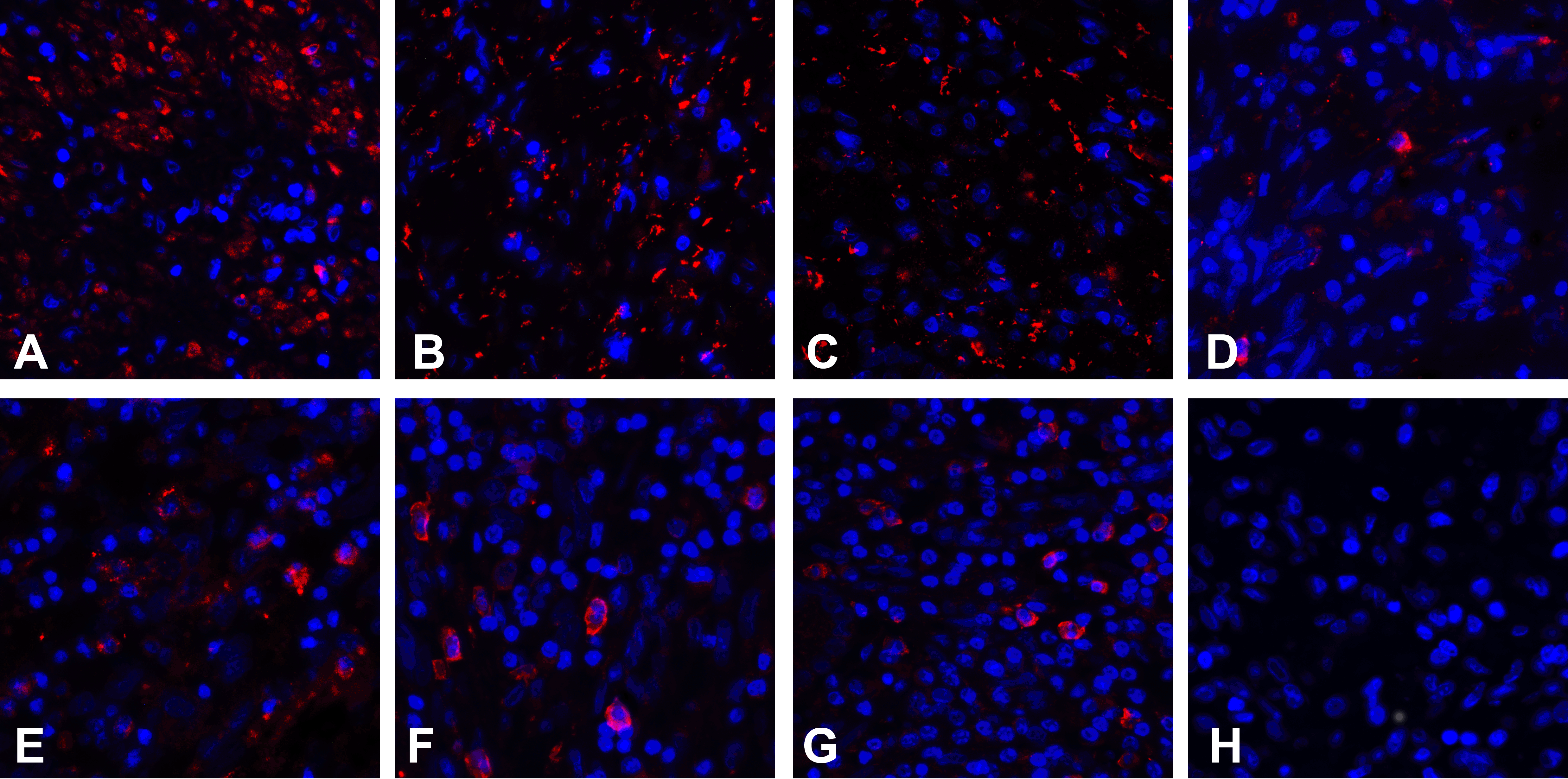 CD80 Detection Set (Risk Free)
