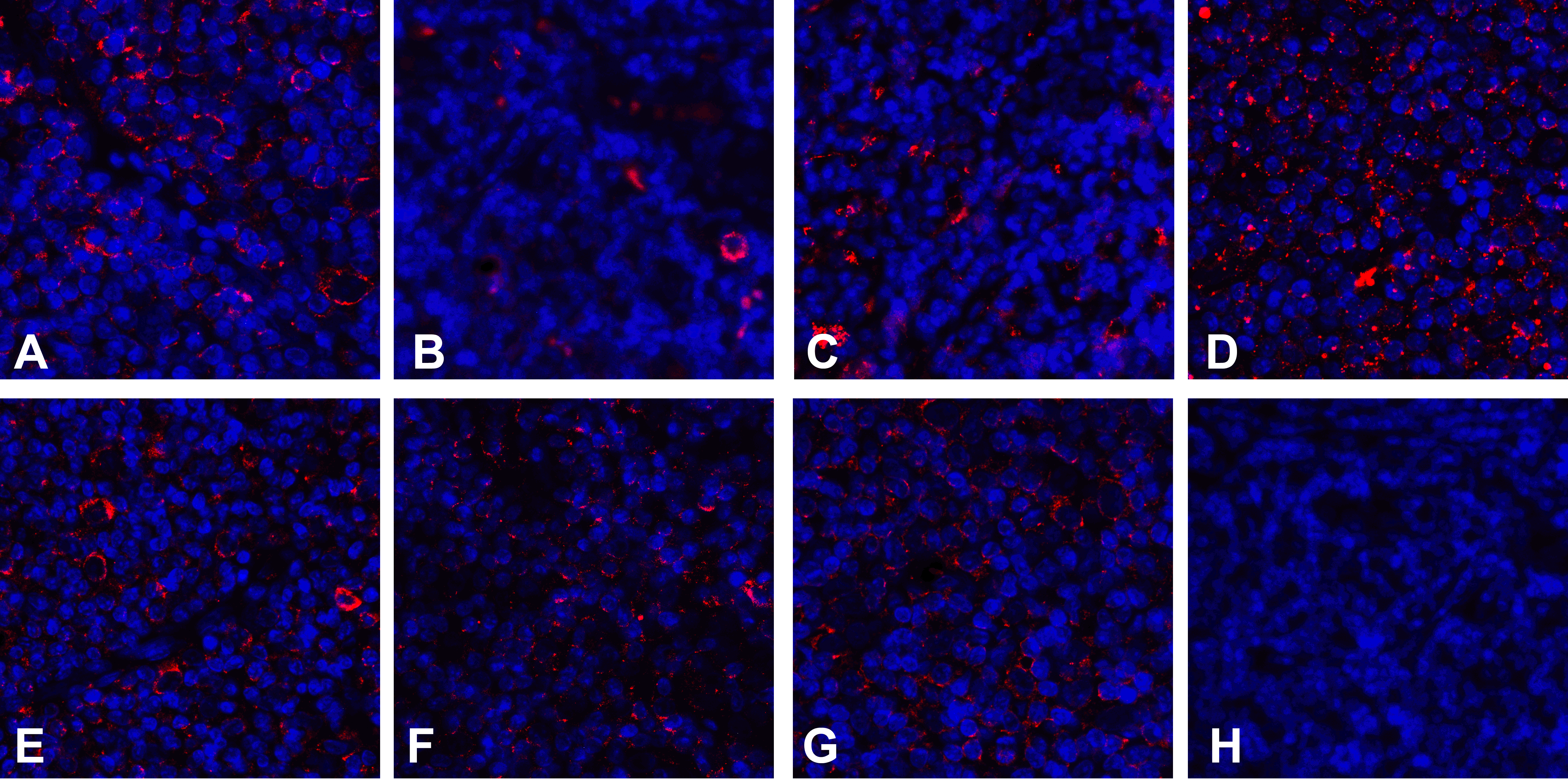 CD80 Detection Set (Risk Free)