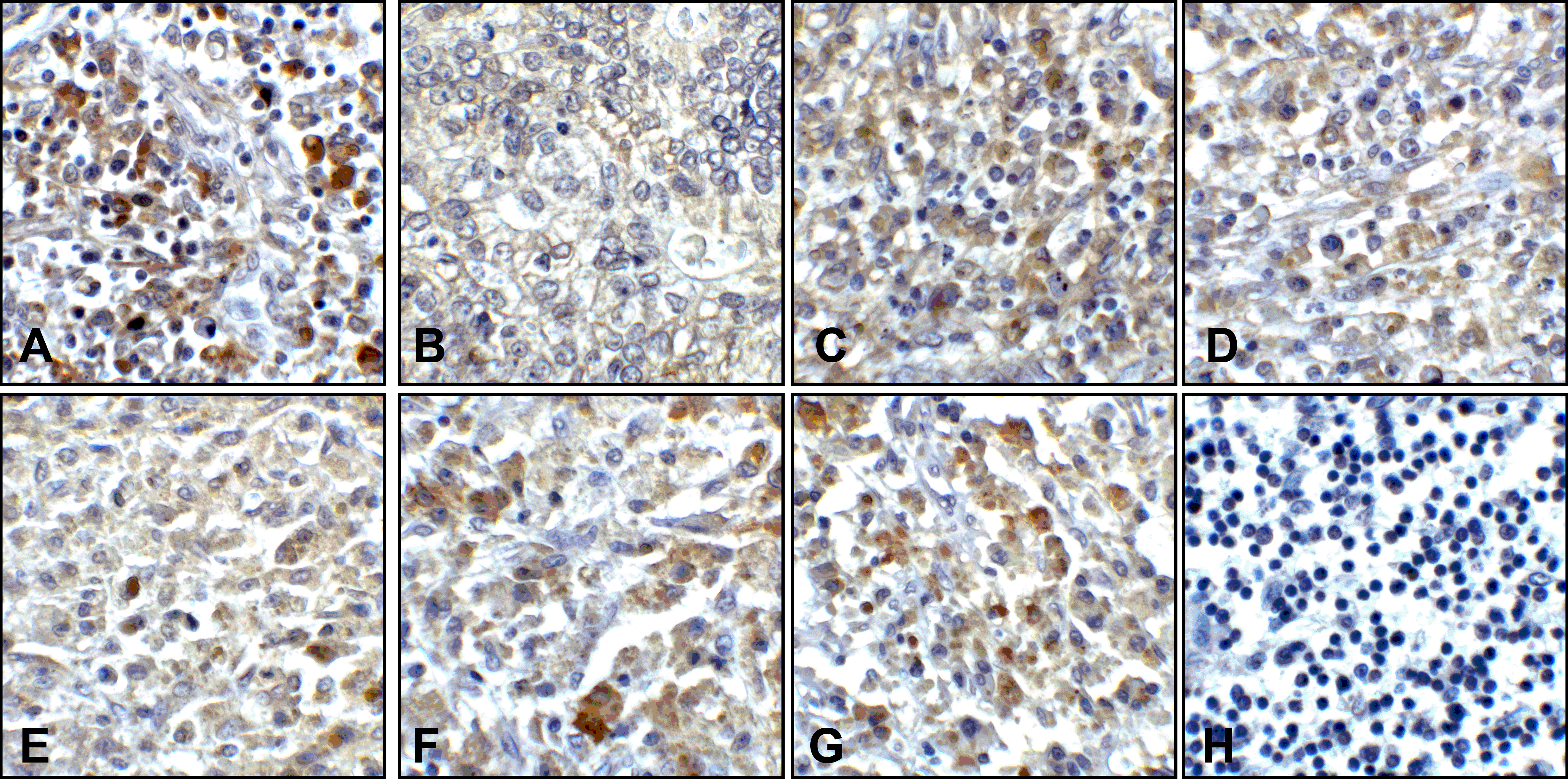 CD80 Detection Set (Risk Free)