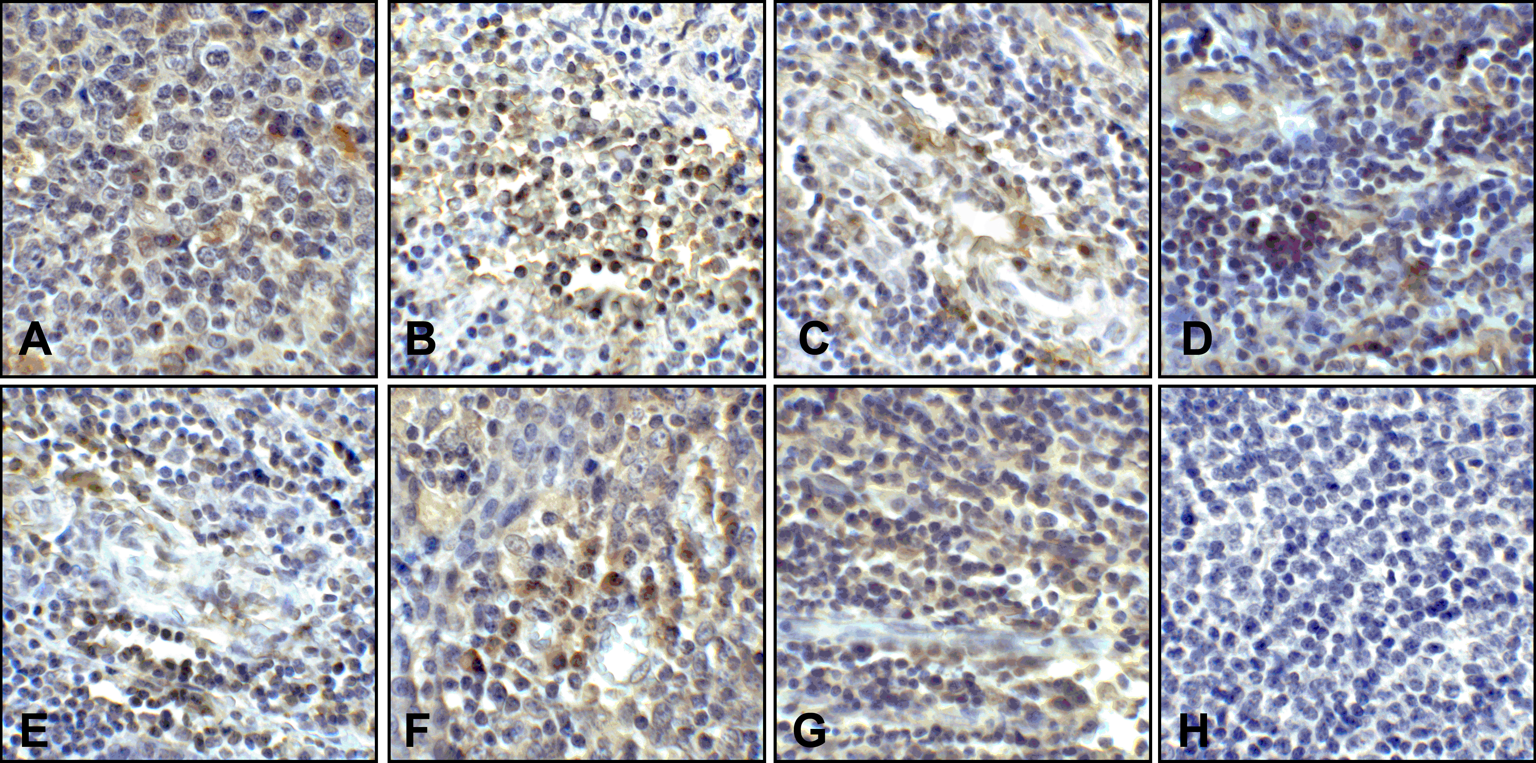 CD80 Detection Set (Risk Free)